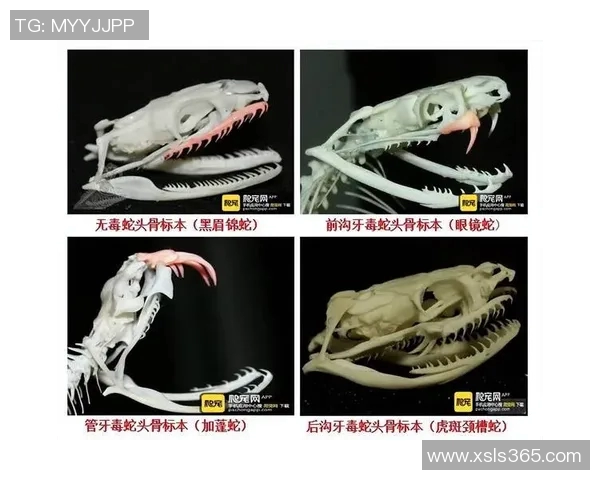 足球明星眼镜蛇的传说与传奇生涯揭秘他们如何在绿茵场上舞动人生